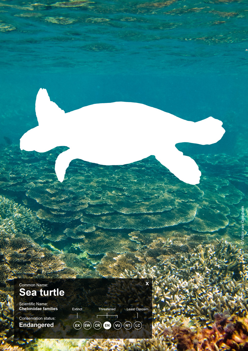 Empty Space Sea Turtle