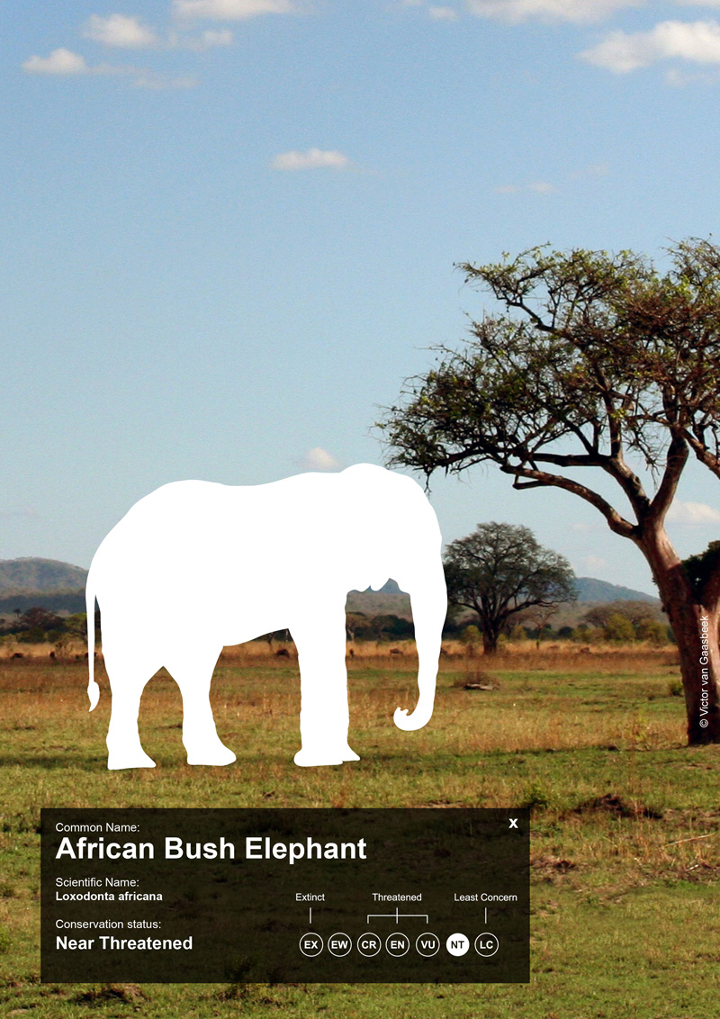 Empty Space African Elephnat