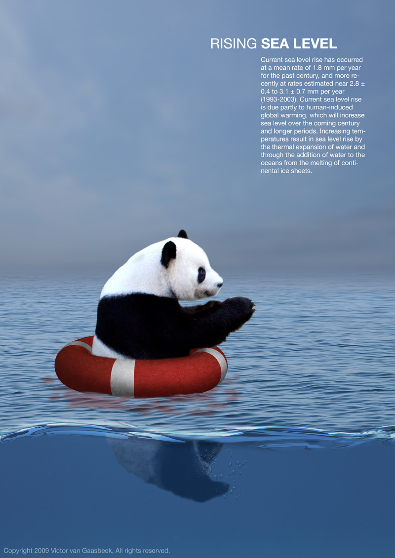 Rising Sea Level Panda